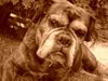 Boxer Hund