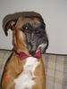 Boxer Hund
