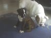 Boxer Foto: Lucy (Woody box Dolly) und Oli (ID 39034) Boxer Hund