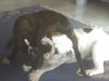 Boxer Foto: wilde spiele Lucy und Oli (ID 39033) Boxer Hund