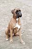 Boxer Foto: Lennox der Große :) (ID 45864) Boxer Hund