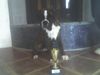 Boxer Foto: WOODY BOX DOLLY (ID 39032) Boxer Hund