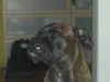 Boxer Foto: unser tommy (ID 17675) Boxer Hund