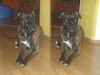 Boxer Foto: unser tommy (ID 17676) Boxer Hund