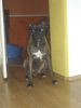 Boxer Foto: tommy mein süßer (ID 17123) Boxer Hund