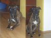 Boxer Foto: tommy mein süßer (ID 17125) Boxer Hund