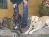 Boxer Hund
