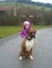 Boxer Foto: Armany (ID 44198) Boxer Hund