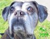 Boxer Foto: Boxerhündin Maxi im Alter von fast 12 Jahren (ID 44439) Boxer Hund