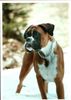 Boxer Hund
