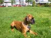 Boxer Hund