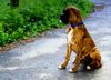 Boxer Hund