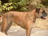 Boxer Hund