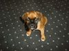 Boxer Foto (ID 12080) Boxer Hund