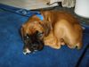 Boxer Foto: Das ist unser neues Familienmitglied Felix (ID 12108) Boxer Hund