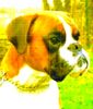 Boxer Hund