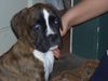 Boxer Hund