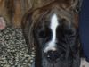 Boxer Hund