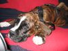 Boxer Hund
