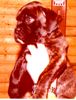 Boxer Foto: Boxerwelpe (ID 33918) Boxer Hund