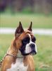 Boxer Hund