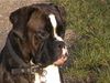 Boxer Hund