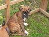 Boxer Foto: jetzt bin ich schon grösser als ihr!!!! (ID 34235) Boxer Hund