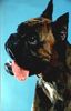 Boxer Hund