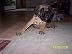 Boxer Foto: Babsy (ID 42416) Boxer Hund