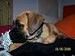 Boxer Foto: Babay (ID 42415) Boxer Hund