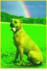 Boxer Hund