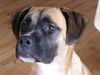Boxer Foto (ID 31621) Boxer Hund