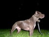 Boxer Foto: O ja Boxen...! (ID 28378) Boxer Hund