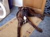 Boxer Foto: Jack (ID 12074) Boxer Hund