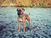 Boxer Foto: Sam *10.05.2004 (ID 30831) Boxer Hund