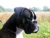 Boxer Hund