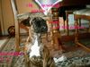 Boxer Foto: My Princess (ID 35075) Boxer Hund