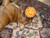 Boxer Foto: BUBBA 2004 (ID 17567) Boxer Hund