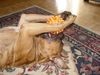 Boxer Foto: BUBBA 2004 (ID 17568) Boxer Hund