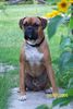 Boxer Hund