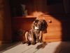 Boxer Foto: So sitzt Stella :D (ID 34839) Boxer Hund