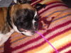 Boxer Foto: mein Max (ID 28920) Boxer Hund