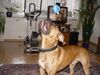 Boxer Foto: BUBBA 2004 (ID 17574) Boxer Hund