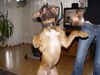 Boxer Foto: BUBBA 2004 (ID 17573) Boxer Hund