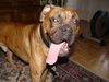 Boxer Foto: BUBBA 2004 (ID 17572) Boxer Hund
