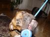 Boxer Foto: BUBBA 2004 (ID 17570) Boxer Hund