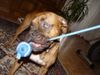 Boxer Foto: BUBBA 2004 (ID 17569) Boxer Hund