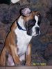 Boxer Foto: Butch (ID 28048) Boxer Hund
