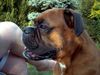 Boxer Foto: Givo aus Dänemark (ID 7547) Boxer Hund