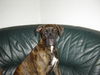Boxer Foto: Lenox 10 Monate (ID 40694) Boxer Hund
